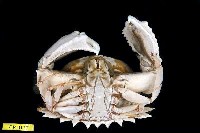 Spectacled box crab Collection Image, Figure 2, Total 3 Figures